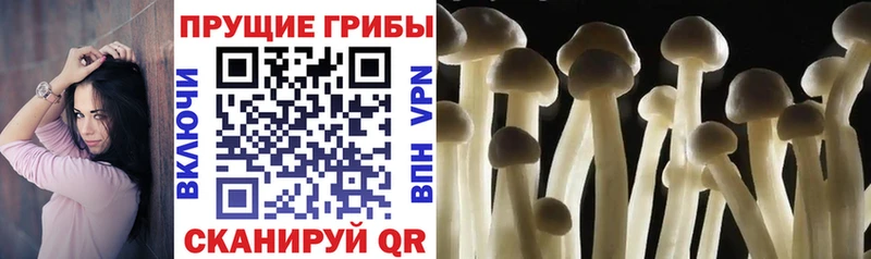 где можно купить   Нижнекамск  hydra вход  Галлюциногенные грибы GOLDEN TEACHER 